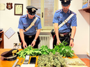 Candia, piccola serra in casa: denunciato un 51 enne