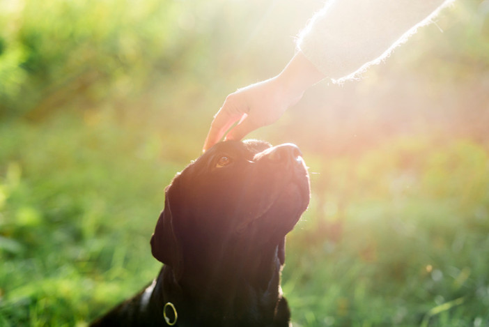 L'importanza del controllo veterinario annuale per il tuo cane