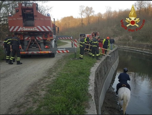 Cade nel canale d'Ivrea, cavallo recuperato con una gru [VIDEO]
