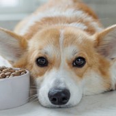 Cosa dare da mangiare al cane quando ha la diarrea? Cibi consigliati e cosa evitare