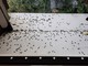 Cimice dell'olmo, trattamenti e consigli per evitare l'infestazione