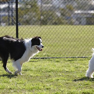 Al via il corso per proprietari di cani