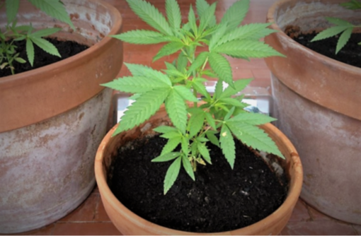 Cannabis, non c'è reato a coltivarla in casa