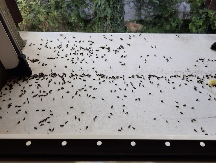 Cimice dell'olmo, trattamenti e consigli per evitare l'infestazione