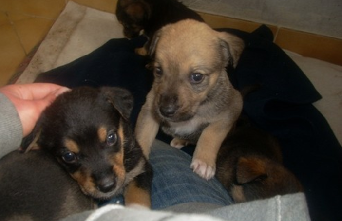 Versa 500 euro per comprare un cucciolo che non esiste