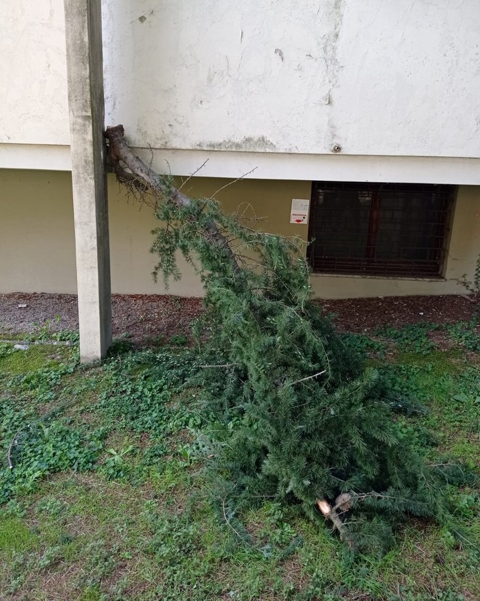 Grosso spavento fuori dal Cup: un grosso ramo si stacca e cade a terra Grosso spavento fuori dal Cup: un grosso ramo si stacca e cade a terra