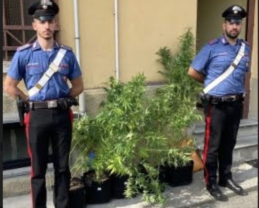 Una serra di marijuana a chilometro zero: 27enne in arresto
