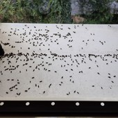 Cimice dell'olmo, trattamenti e consigli per evitare l'infestazione