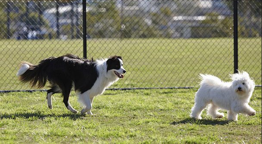 Al via il corso per proprietari di cani