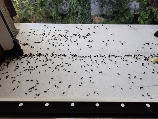 Cimice dell'olmo, trattamenti e consigli per evitare l'infestazione