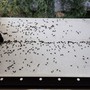 Cimice dell'olmo, trattamenti e consigli per evitare l'infestazione