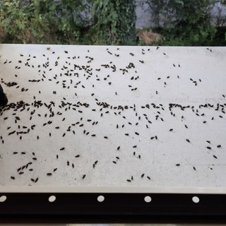 Cimice dell'olmo, trattamenti e consigli per evitare l'infestazione