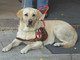 Addestramento del cane guida per ciechi: il Lions fa il punto sul progetto