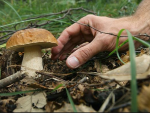Stagione dei funghi, all'Asl uno sportello gratuito sulla commestibilità Stagione dei funghi, all'Asl uno sportello gratuito sulla commestibilità