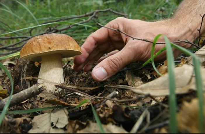Funghi: aumentano gli accessi al pronto soccorso per sintomi da avvelenamento Funghi: aumentano gli accessi al pronto soccorso per sintomi da avvelenamento
