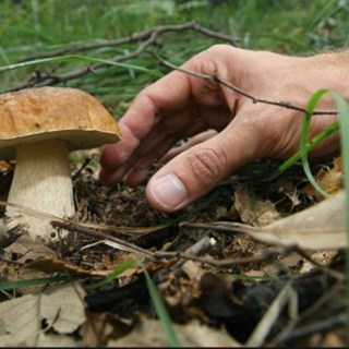 Stagione dei funghi, all'Asl uno sportello gratuito sulla commestibilità