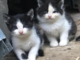 Gatti, randagismo in aumento: circa 200 le colonie feline censite dall'Asl