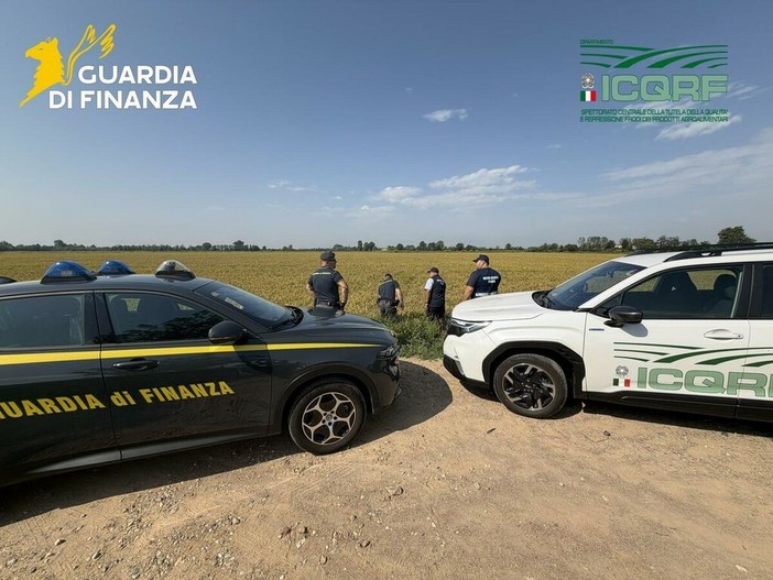 Frode sul riso biologico, sequestri da 10 milioni di euro in Lomellina, 14 aziende indagate