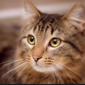 Mostra fotografica per i gatti dell'ex Opn Mostra fotografica per i gatti dell'ex Opn