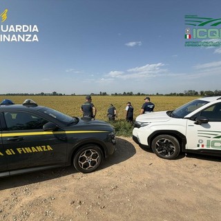 Frode sul riso biologico, sequestri da 10 milioni di euro in Lomellina, 14 aziende indagate