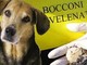 Nuovo episodio di violenza nei confronti dei cani a Santhià: attenzione ai bocconi avvelnati