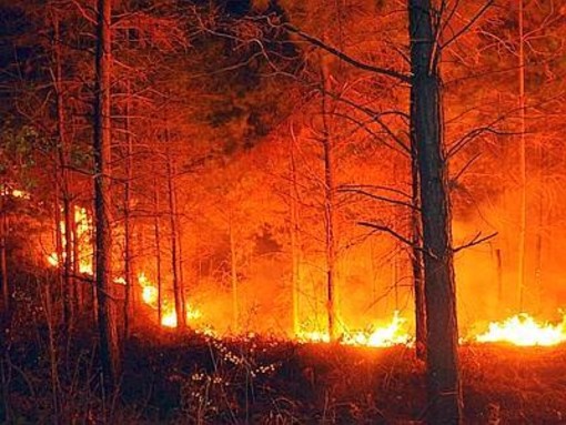 Incendi boschivi: stato di massima pericolosità