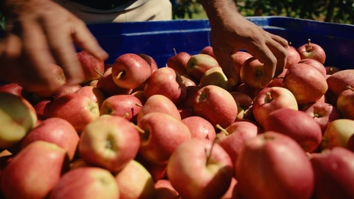 Dai frutteti alla tavola: la filiera corta di Lagnasco Group Dai frutteti alla tavola: la filiera corta di Lagnasco Group