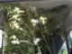 Una piantagione di marijuana alle porte della città: vercellese in manette - IL VIDEO