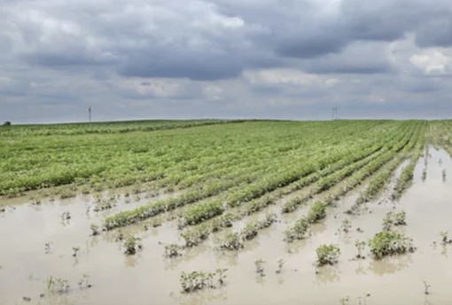 «Siccità e temporali violenti: per l'agricoltura i danni aumentano»