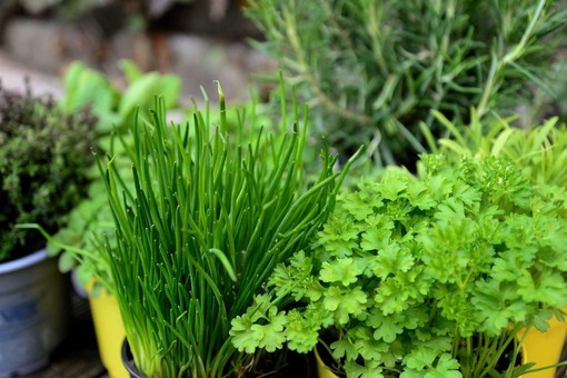 Il ruolo dei grossisti biologici nella filiera alimentare europea Il ruolo dei grossisti biologici nella filiera alimentare europea