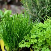Il ruolo dei grossisti biologici nella filiera alimentare europea Il ruolo dei grossisti biologici nella filiera alimentare europea