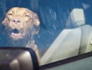 Pitbull lasciato in auto e morto per il caldo: LNDC Animal Protection annuncia una denuncia Pitbull lasciato in auto e morto per il caldo: LNDC Animal Protection annuncia una denuncia