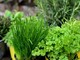 Il ruolo dei grossisti biologici nella filiera alimentare europea
