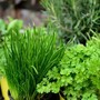 Il ruolo dei grossisti biologici nella filiera alimentare europea Il ruolo dei grossisti biologici nella filiera alimentare europea