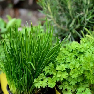 Il ruolo dei grossisti biologici nella filiera alimentare europea