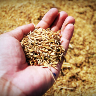 Al via il taglio del riso: siccità, rincari e grandinate pesano sul raccolto