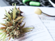 Il mercato globale dei semi di cannabis legali potrebbe raggiungere i 724 milioni di dollari entro il 2027