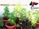 Coltiva marijuana in giardino, denunciato un 43enne