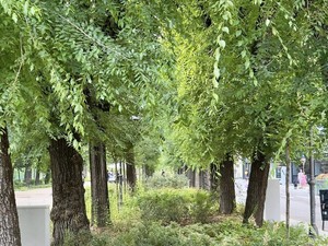 Abbattimento in vista per 15 piante di viale Garibaldi Abbattimento in vista per 15 piante di viale Garibaldi