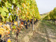 Il Piemonte del vino guarda al biologico: quando la sostenibilità passa dalla cooperazione Il Piemonte del vino guarda al biologico: quando la sostenibilità passa dalla cooperazione