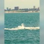 Lo spettacolo delle balene sulle coste argentine
