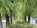 Manutenzione di Viale Garibaldi: interrogazione di Finocchi (Azione) Manutenzione di Viale Garibaldi: interrogazione di Finocchi (Azione)