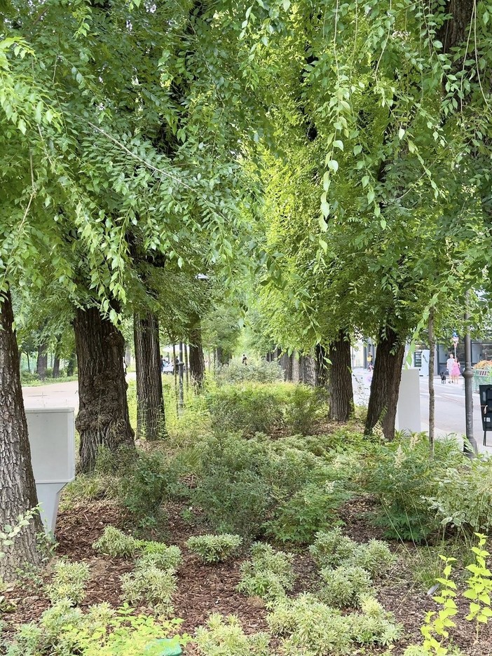 Manutenzione di Viale Garibaldi: interrogazione di Finocchi (Azione) Manutenzione di Viale Garibaldi: interrogazione di Finocchi (Azione)