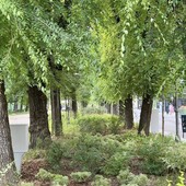 Abbattimento in vista per 15 piante di viale Garibaldi