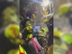 Terremoto in Colombia, donna estratta viva dopo 36 ore: la commozione dopo il salvataggio