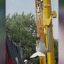 Quattro beluga cambiano 'casa', il viaggio in camion e aereo dei cetacei bianchi Quattro beluga cambiano 'casa', il viaggio in camion e aereo dei cetacei bianchi