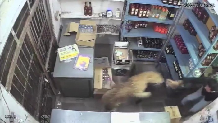 India, un leopardo irrompe in un negozio di liquori e aggredisce il cassiere India, un leopardo irrompe in un negozio di liquori e aggredisce il cassiere
