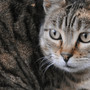 Scoperta nuova specie di felino selvatico, si trova in Bolivia: è il gatto Tilcayo