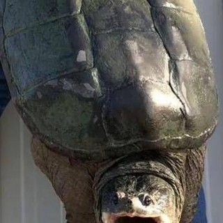 Tartaruga azzannatrice a Ladispoli, cresce l'allerta a Torre Flavia: è tra le più pericolose al mondo