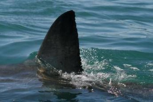Australia, squalo attacca e uccide nuotatore a Perth Australia, squalo attacca e uccide nuotatore a Perth